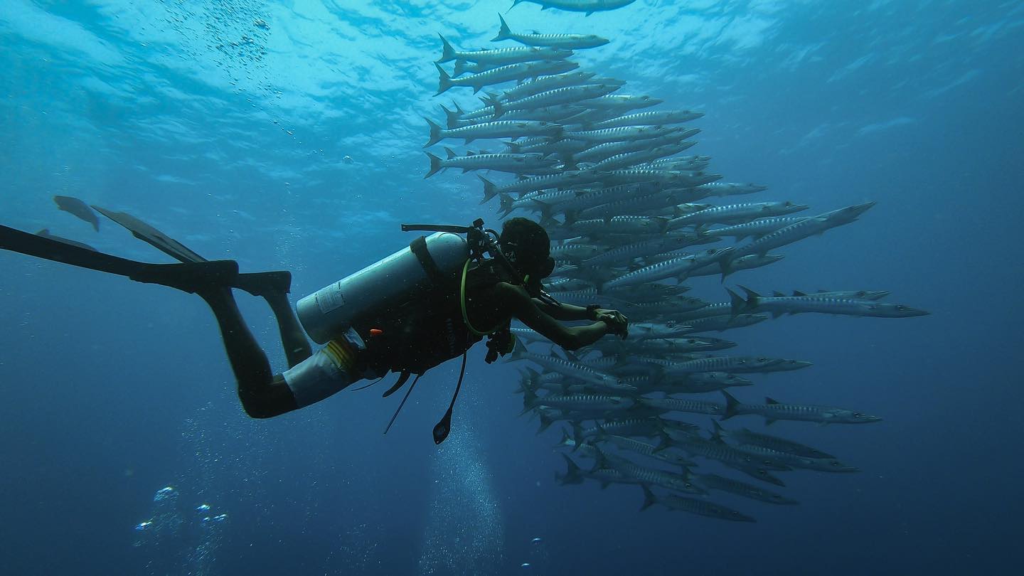 Diver Among Barracudas